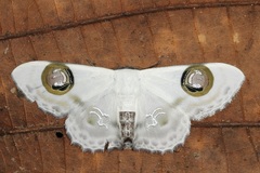 Problepsis plenorbis