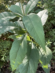 Eutrochium maculatum