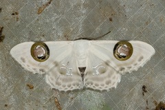 Problepsis plenorbis