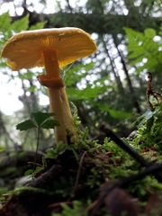Amanita flavoconia