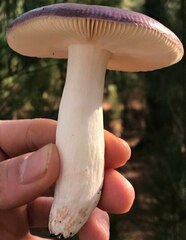 Russula capensis