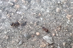 Pristomyrmex punctatus