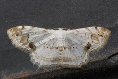 Scopula butleri