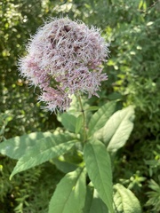 Eutrochium maculatum