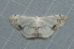 Scopula butleri