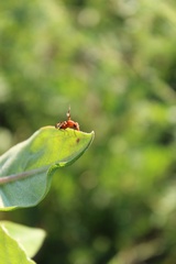 Tritoxa incurva