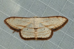 Scopula ferrilineata