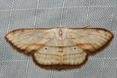 Scopula ferrilineata