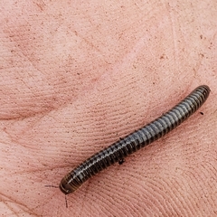 Cylindroiulus caeruleocinctus