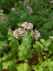 Origanum vulgare