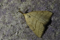 Polypogon tentacularia