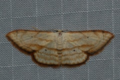Scopula ferrilineata