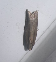 Tortricoidea