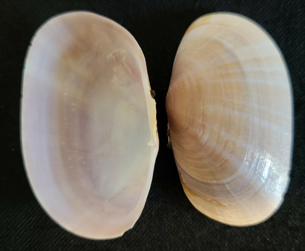 Gari panamensis