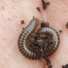 Cylindroiulus caeruleocinctus