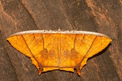 Thinopteryx crocoptera