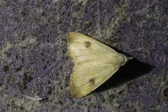 Rivula sericealis