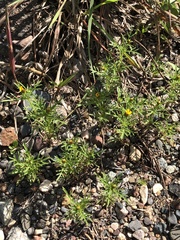 Dyssodia papposa