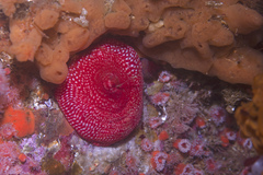 Cribrinopsis albopunctata