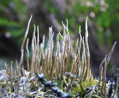 Cladonia cornuta cornuta