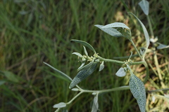 Atriplex patula