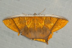 Thinopteryx crocoptera