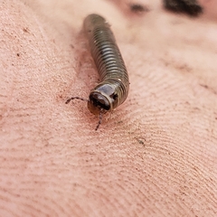 Cylindroiulus caeruleocinctus