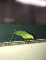 Amblycorypha oblongifolia