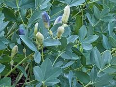 Baptisia australis
