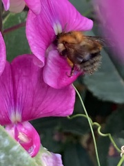 Bombus pascuorum