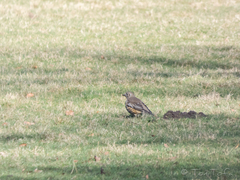 Turdus viscivorus