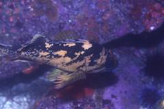 Sebastes chrysomelas