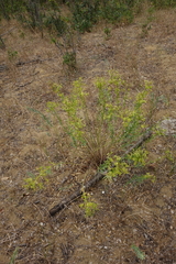 Euphorbia seguieriana