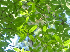 Castanea