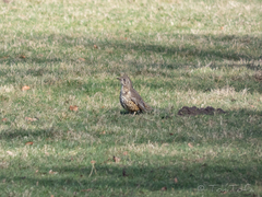 Turdus viscivorus