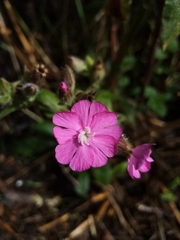 Silene dioica