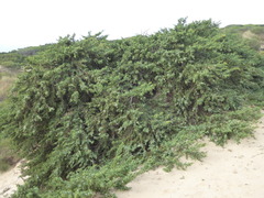 Juniperus macrocarpa
