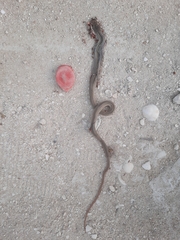 Mastigodryas melanolomus