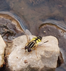 Helophilus trivittatus