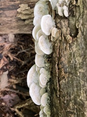 Trametes pubescens