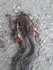 Mastigodryas melanolomus