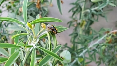 Murgantia histrionica