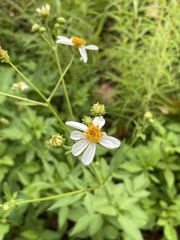 Bidens alba