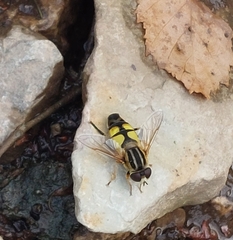 Helophilus trivittatus
