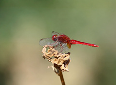 Crocothemis erythraea