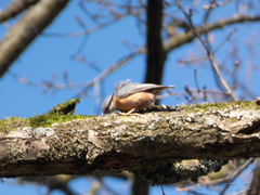 Sitta europaea