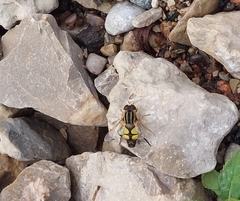 Helophilus trivittatus