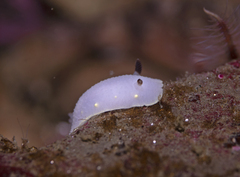 Cadlina flavomaculata