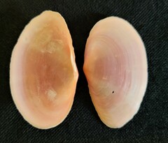 Sanguinolaria tellinoides image