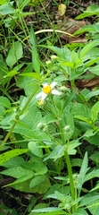 Bidens alba